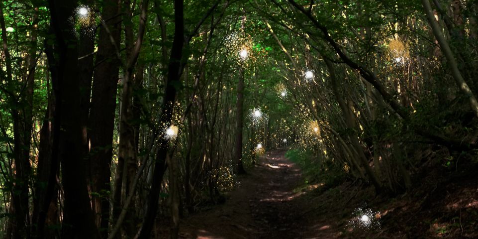 Some lights in trees frame a woodland path